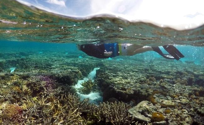 Australia's Attempt to Curb Damage to Great Barrier Reef Poor: Report