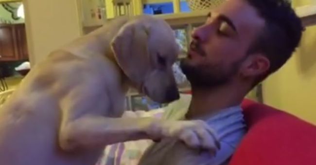 Can You Stay Mad at This Guilty Dog Who is Really, Really Sorry he Was Bad?