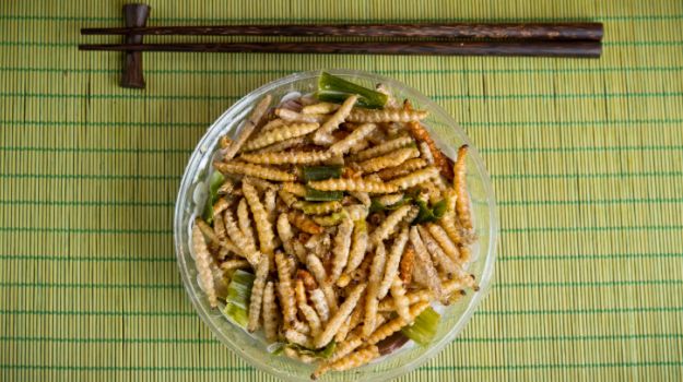 Can Insects Feed the World?