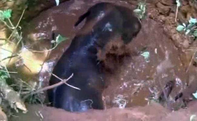 A Village Came Out To Save This Baby. It's An Elephant