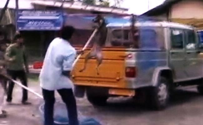 Dog's Own Country? Kerala Legislators Discuss Stray Problem