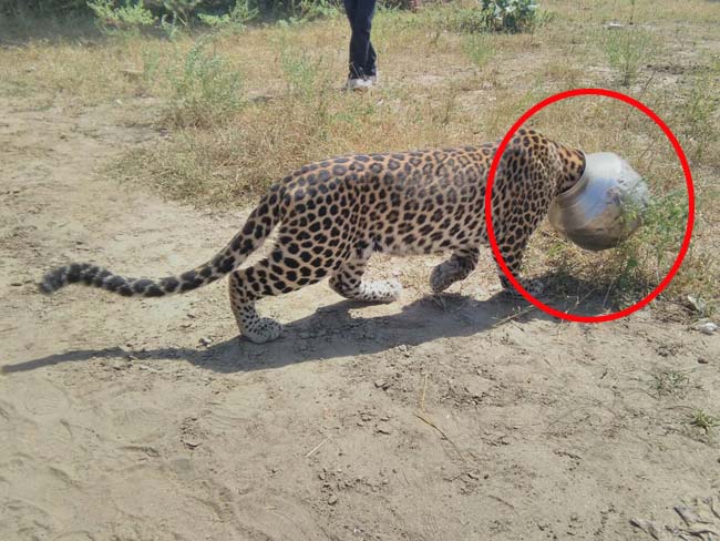 राजस्थान : प्यास बुझाने के चक्कर में कुछ इस तरह आफत में फंसी तेंदुए की जान