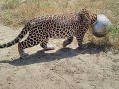 This Leopard in Rajasthan Found Itself in a Tight S'pot'