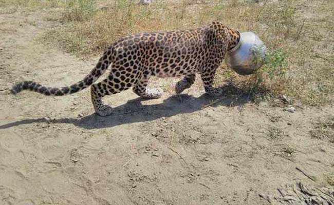 This Leopard in Rajasthan Found Itself in a Tight S'pot'