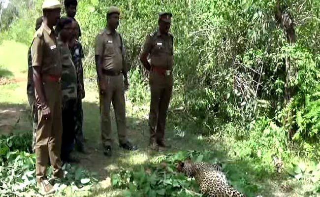 2-Year-Old Leopard Killed in Hit-and-Run on a Highway