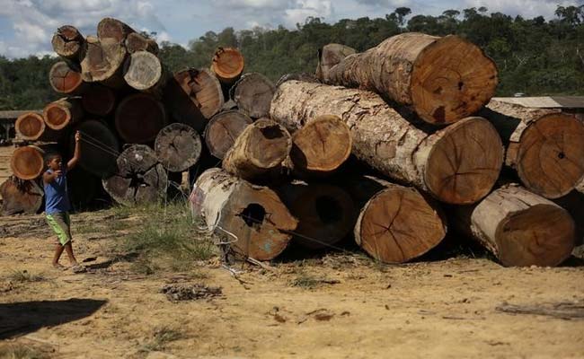 Earth has 3 Trillion Trees but They're Falling at Alarming Rate