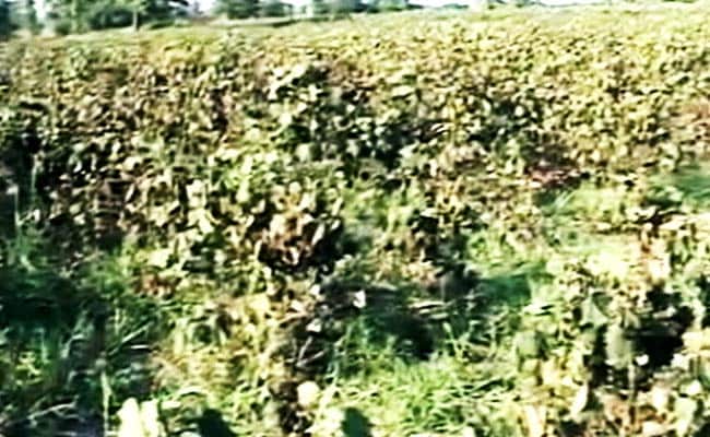 पंजाब में पिछले डेढ़ महीने में एक दर्जन कपास किसानों ने की ख़ुदकुशी