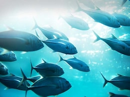 El Nino Can Have Huge Impact On Marine Food Chain: Study El Nino Can Have Huge Impact On Marine Food Chain: Study