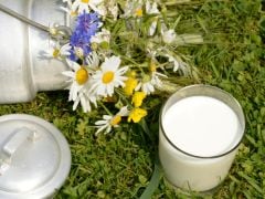 Raw Milk, Toned Milk and Other Types: Which One Does Your Family Need?