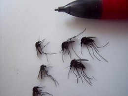 अरविंद केजरीवाल सरकार के सबसे बड़े दुश्मन मोदी नहीं मच्छर हैं! अरविंद केजरीवाल सरकार के सबसे बड़े दुश्मन मोदी नहीं मच्छर हैं!