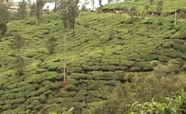 As Munnar Women Continue Protests, Tough Times Ahead, Say Tea Estates