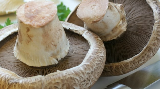 The Magic of Mushrooms: Scientists Suggest they Could Soon Power Cellphones