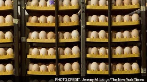 McDonalds Plans Shift to Eggs From Only Cage-Free Hens