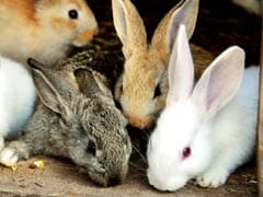 British Couple Purchased Four Rabbits 15 Years Ago, They Now Have 160