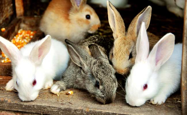 Rabbits, Doing What They Are Famous For, Overrun Australian Zoo