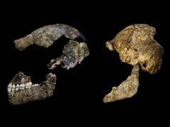 Remains of New Human Species Found in South African Cave: Scientists