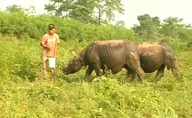How This Ex-Poacher has Taken to Conservation of Assam's One Horned Rhino