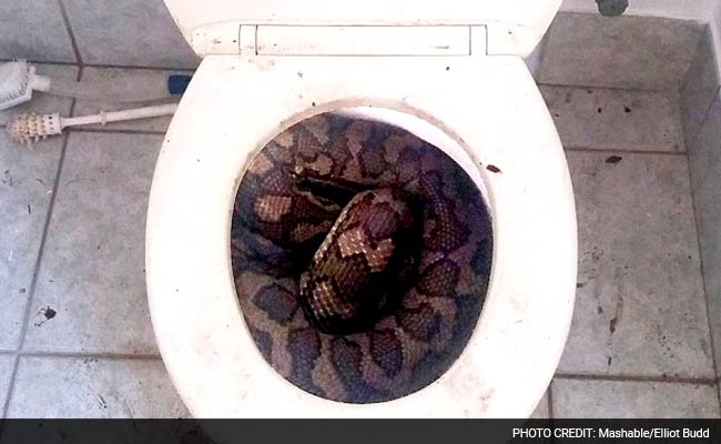 Stuff of Nightmares: Two Large Pythons Found in Toilets in Australia