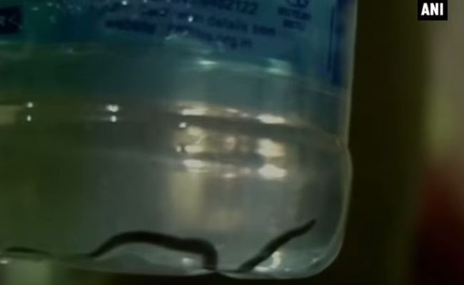 Gulp. Snake Found in Water Bottle in India.