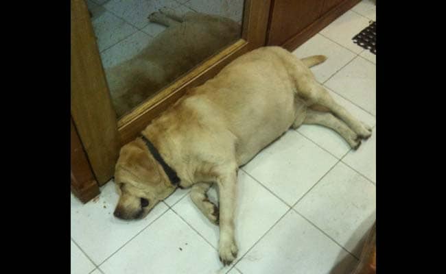 Found. Somnath Bharti's Dog 'Don', Wanted by Police