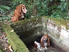 <i>Yeh Dosti:</i> Dog Stays by Trapped Friend's Side For a Week Until Rescue