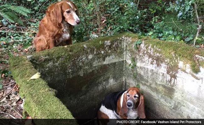 <i>Yeh Dosti:</i> Dog Stays by Trapped Friend's Side For a Week Until Rescue