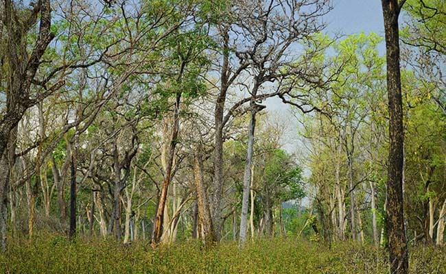 Mexico To Plant 18 Million Trees Against Pollution