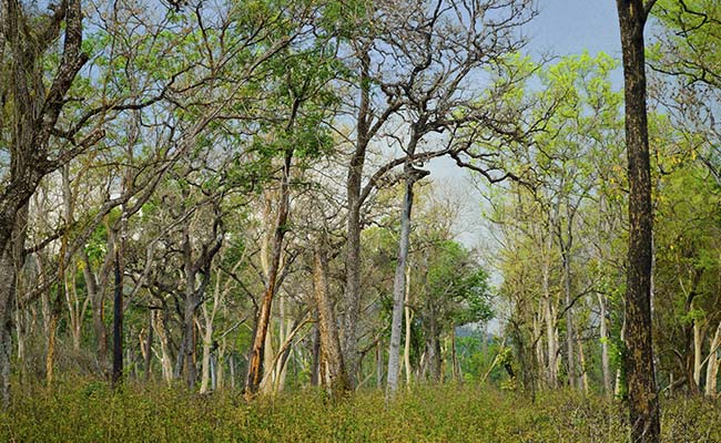 उत्तराखंड में फिर जन्म ले रहा चिपको आंदोलन, 3000 से ज्यादा पेड़ों को बचाने सड़कों पर उतरे लोग