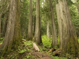 Trees in Bengal Municipality Get Identity Cards Trees in Bengal Municipality Get Identity Cards