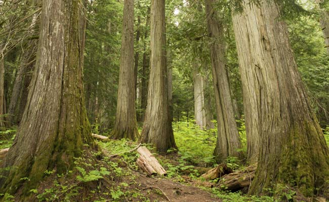 Trees in Bengal Municipality Get Identity Cards