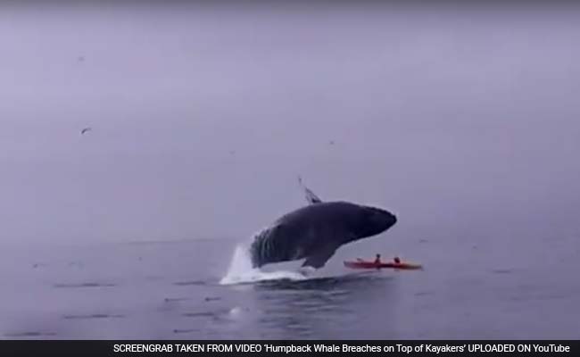 Iceland Says it Killed 184 Whales This Year