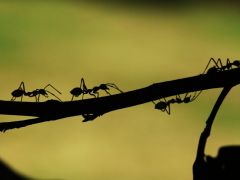 Man Survives on Ants for Six Days in Remote Australia