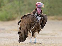 Half of Africa's Vultures Flying Towards Extinction: Conservationists
