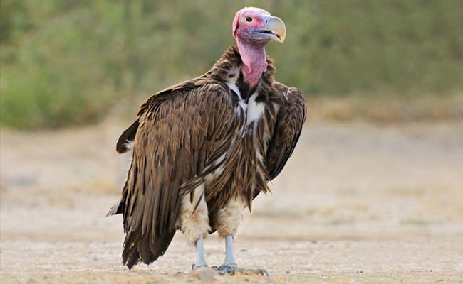 Half of Africa's Vultures Flying Towards Extinction: Conservationists