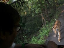 When Amitabh Bachchan Was 'Chased' by a Tiger for 4 Km