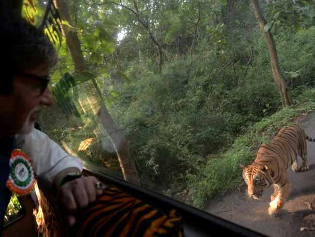 जब अमिताभ बच्चन का पीछा किया एक सच के शेर ने...