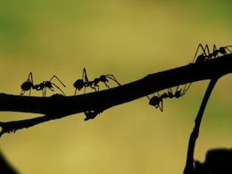 Man Survives on Ants for Six Days in Remote Australia Man Survives on Ants for Six Days in Remote Australia