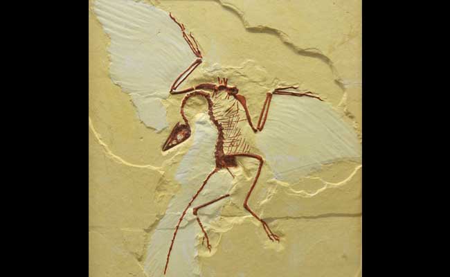 125-Million-Year-Old Wing Reveals Evolution of Flight