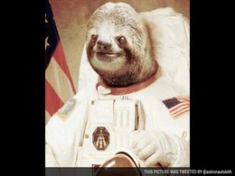 Astronaut Sloth Conquered the Internet; Now He's Going to the Moon Astronaut Sloth Conquered the Internet; Now He's Going to the Moon