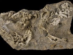 Baby Dinosaur Fossils Found in 'Dragon's Tomb'