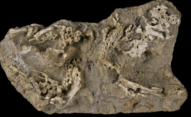 Baby Dinosaur Fossils Found in 'Dragon's Tomb' Baby Dinosaur Fossils Found in 'Dragon's Tomb'