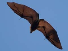 The Island That Was Once Home to The Dodo Wants to Kill Off Thousands of Protected Bats