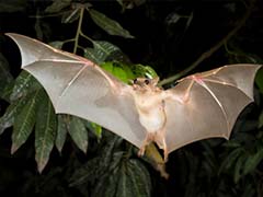Bats Important for Survival of Rare Frog, Other Species: Study