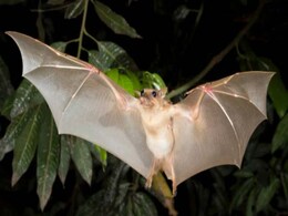 Bats Important for Survival of Rare Frog, Other Species: Study Bats Important for Survival of Rare Frog, Other Species: Study