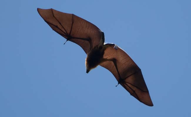 The Island That Was Once Home to The Dodo Wants to Kill Off Thousands of Protected Bats