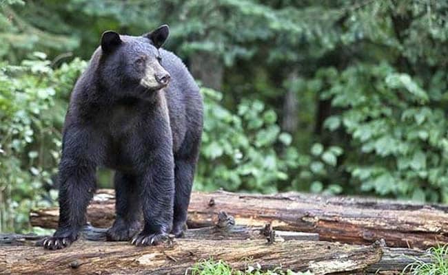 Bear Casually Strolls Through a Montana High School