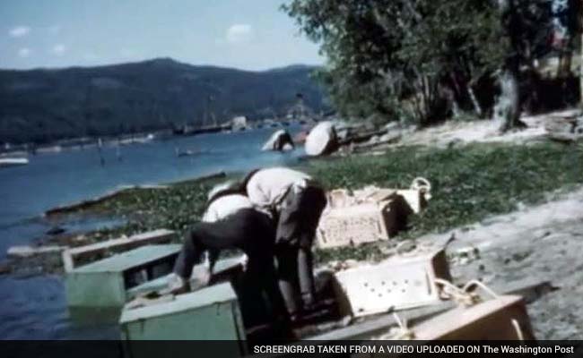 Extreme Adventure: 1950s Film Shows Beavers Parachuting Into Idaho Backcountry
