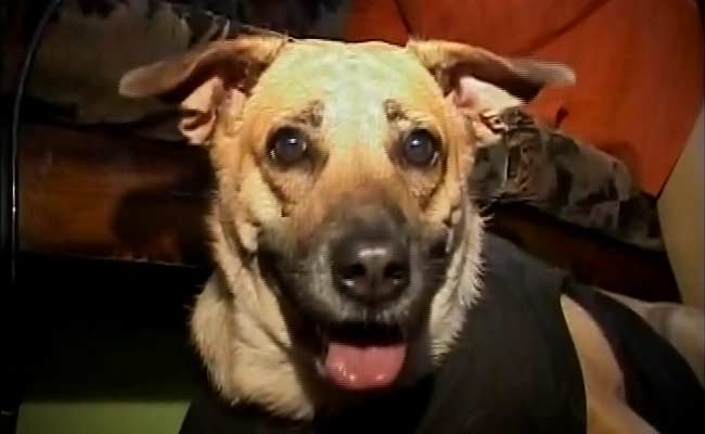 Meet Bambi, 'The Cutest Indian Dog of the Year'