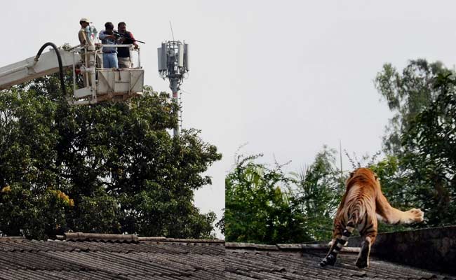 Activists Object Transfer of Captured Tiger to Panna Tiger Reserve