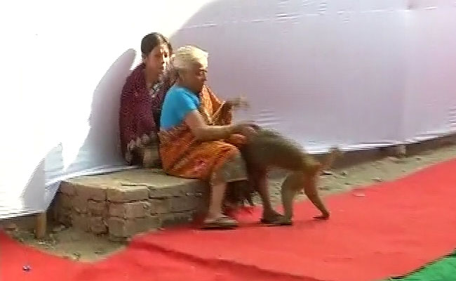 बिहार चुनाव : उत्‍पाती बंदर पोलिंग बूथ के अंदर, तैनात करने पड़े बंदूकधारी सुरक्षाकर्मी